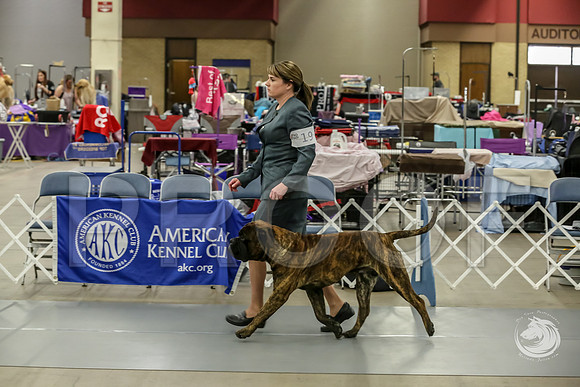 Bullmastiff Fri D 15 to 18 RingsJJJ_0494-FWTX2019-HR3