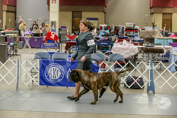 Bullmastiff Fri D 15 to 18 RingsJJJ_0495-FWTX2019-HR3