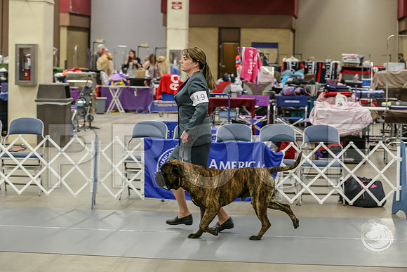 Bullmastiff Fri D 15 to 18 RingsJJJ_0496-FWTX2019-HR3