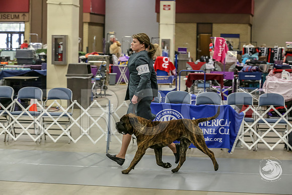 Bullmastiff Fri D 15 to 18 RingsJJJ_0497-FWTX2019-HR3