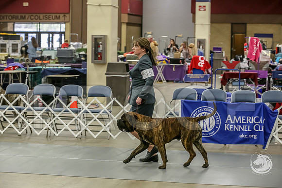 Bullmastiff Fri D 15 to 18 RingsJJJ_0498-FWTX2019-HR3