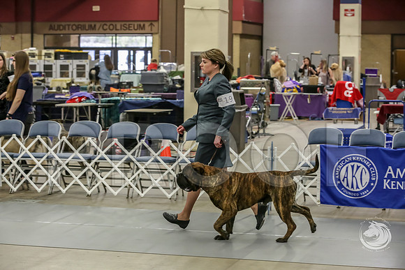 Bullmastiff Fri D 15 to 18 RingsJJJ_0499-FWTX2019-HR3