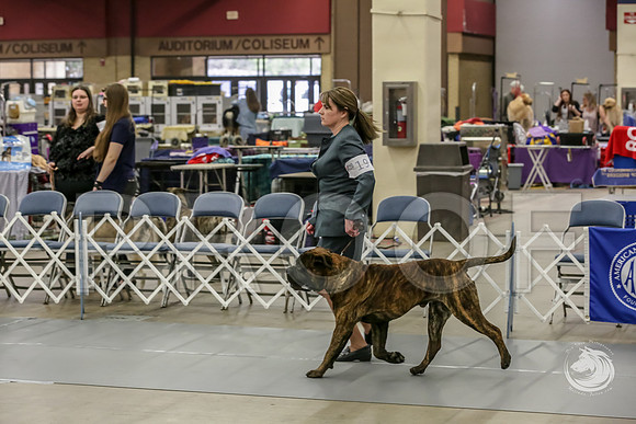 Bullmastiff Fri D 15 to 18 RingsJJJ_0500-FWTX2019-HR3