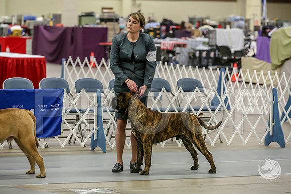 Bullmastiff Fri D 15 to 18 RingsJJJ_0504-FWTX2019-HR3