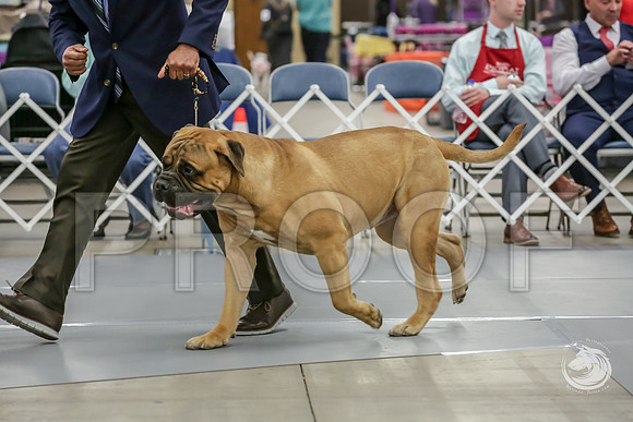 Bullmastiff Fri D 15 to 18 RingsJJJ_0507-FWTX2019-HR3