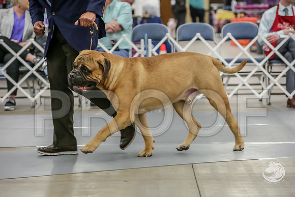 Bullmastiff Fri D 15 to 18 RingsJJJ_0508-FWTX2019-HR3
