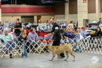 Bullmastiff Fri Open Bitch Rings