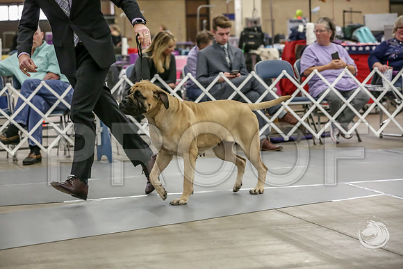Bullmastiff Fri Open Bitch RingsJJJ_1120-FWTX2019-HR3