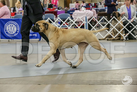 Bullmastiff Fri Open Bitch RingsJJJ_1125-FWTX2019-HR3