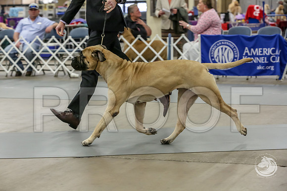 Bullmastiff Fri Open Bitch RingsJJJ_1128-FWTX2019-HR3