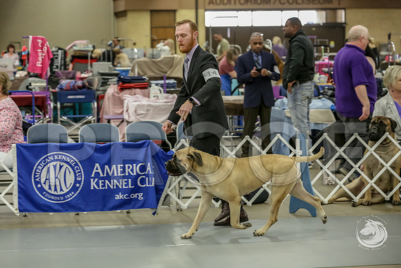 Bullmastiff Fri Open Bitch RingsJJJ_1143-FWTX2019-HR3