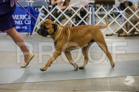 Bullmastiff Fri Open Bitch RingsJJJ_1148-FWTX2019-HR3