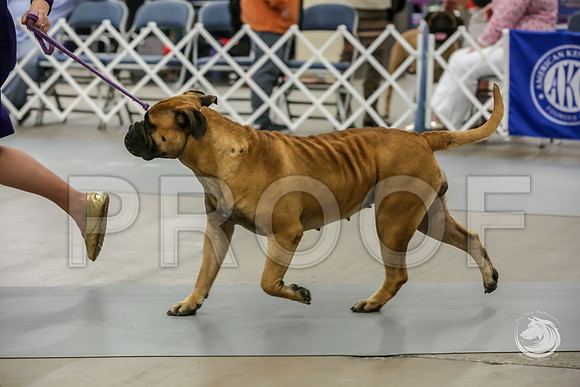 Bullmastiff Fri Open Bitch RingsJJJ_1153-FWTX2019-HR3