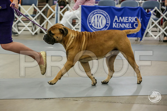 Bullmastiff Fri Open Bitch RingsJJJ_1151-FWTX2019-HR3