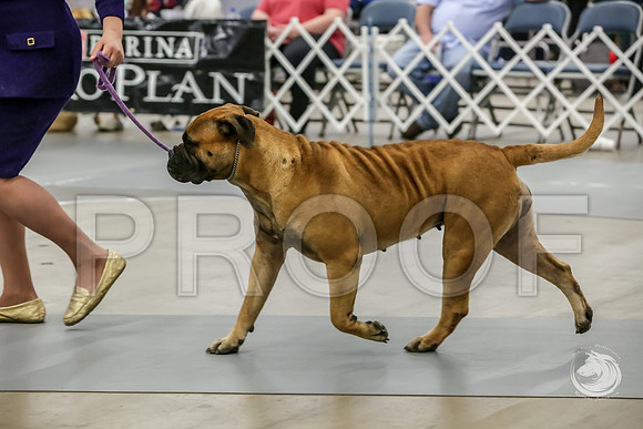 Bullmastiff Fri Open Bitch RingsJJJ_1156-FWTX2019-HR3