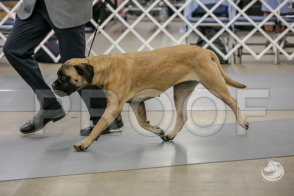 Bullmastiff Fri VetB 6 to 8 RingJJJ_1286-FWTX2019-HR3