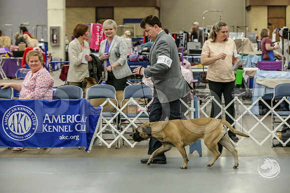 Bullmastiff Fri VetB 6 to 8 RingJJJ_1298-FWTX2019-HR3