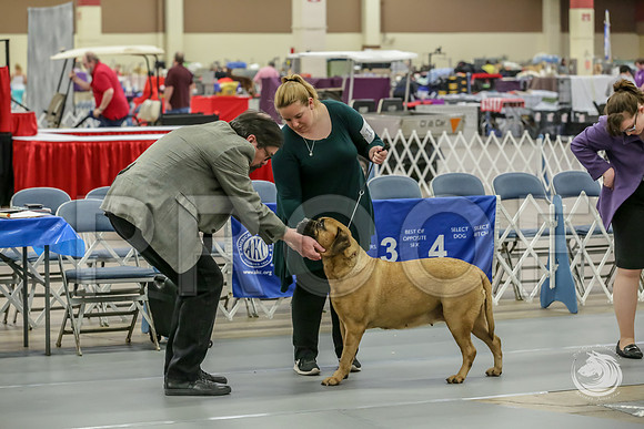 Bullmastiff Fri VetB 8+JJJ_1334-FWTX2019-HR3