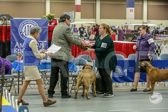Bullmastiff Fri VetB 8+JJJ_1336-FWTX2019-HR3
