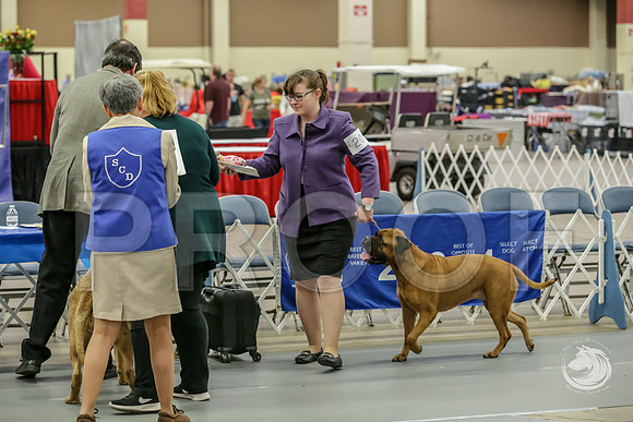 Bullmastiff Fri VetB 8+JJJ_1337-FWTX2019-HR3