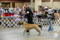 Bullmastiff Fri Winners Bitch