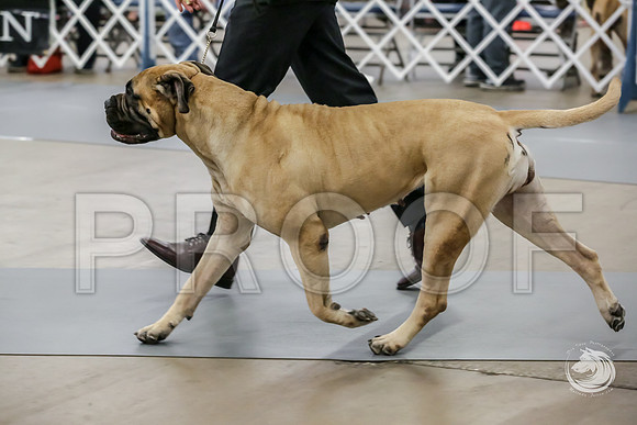 Bullmastiff Fri Winners BitchJJJ_1223-FWTX2019-HR3