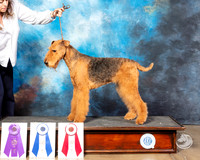 Airedale Susana Michell