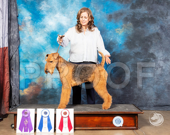 Airedale Susana MichellSSR_4514-FWTX2019-HR3