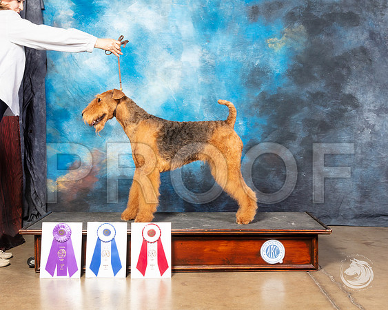 Airedale Susana MichellSSR_4517-FWTX2019-HR3