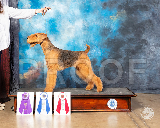 Airedale Susana MichellSSR_4518-FWTX2019-HR3
