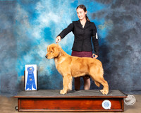 Golden Retriever Fri G1 Rita