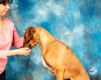 Rhodesian Ridgeback Michele Hartmann