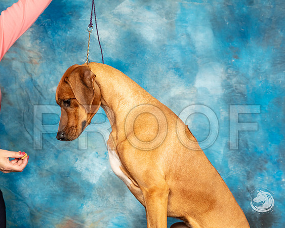 Rhodesian Ridgeback Michele HartmannSSR_4426-FWTX2019-HR3