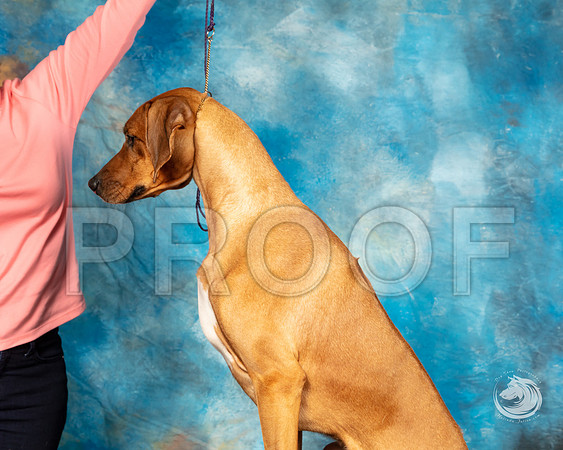 Rhodesian Ridgeback Michele HartmannSSR_4428-FWTX2019-HR3