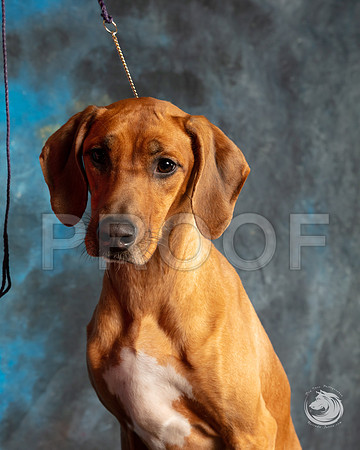 Rhodesian Ridgeback Michele HartmannSSR_4431-FWTX2019-HR3