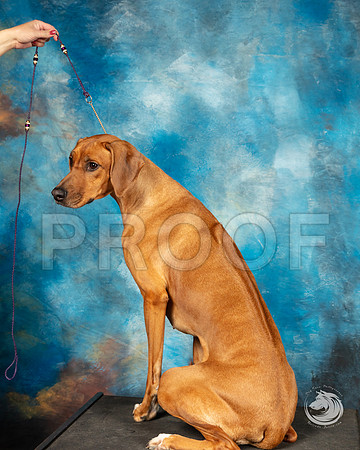 Rhodesian Ridgeback Michele HartmannSSR_4433-FWTX2019-HR3