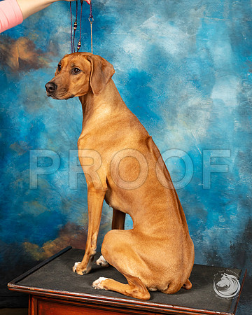 Rhodesian Ridgeback Michele HartmannSSR_4436-FWTX2019-HR3