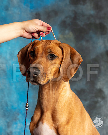 Rhodesian Ridgeback Michele HartmannSSR_4438-FWTX2019-HR3