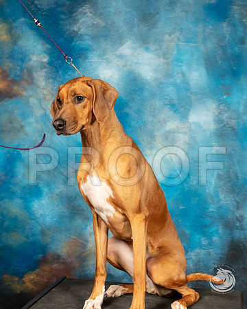 Rhodesian Ridgeback Michele HartmannSSR_4442-FWTX2019-HR3