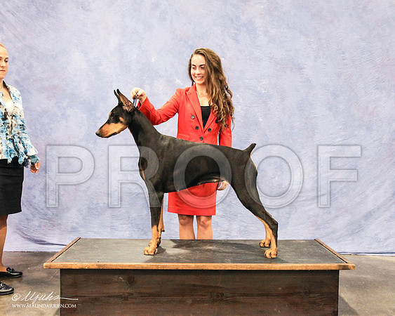 Dobe-6408 PROOF