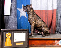 Cane Corso #5 Josh Taylor Brittney Suria