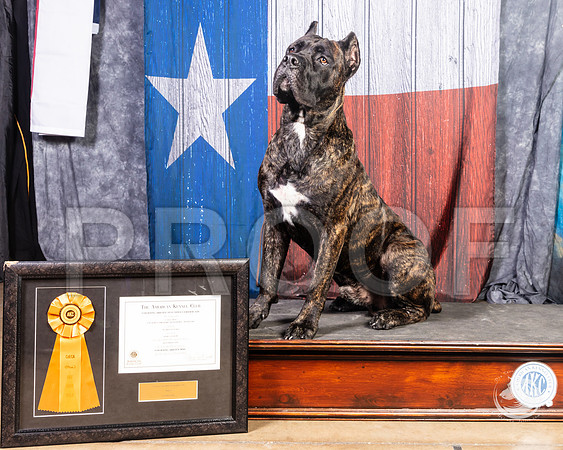 Cane Corso #5 Josh Taylor Brittney SuriaSSR_4538-FWTX2019-HR3