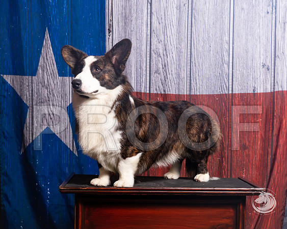 Cardigan Welsh Corgi Ashley MillerSSR_4574-FWTX2019-HR3