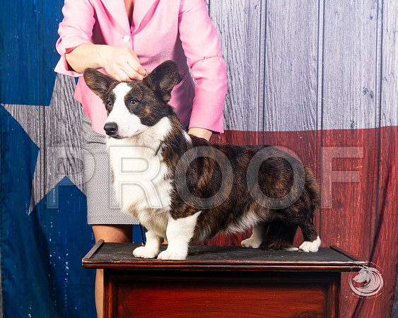 Cardigan Welsh Corgi Ashley MillerSSR_4578-FWTX2019-HR3