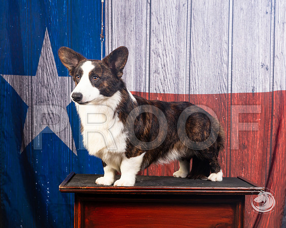 Cardigan Welsh Corgi Ashley MillerSSR_4580-FWTX2019-HR3