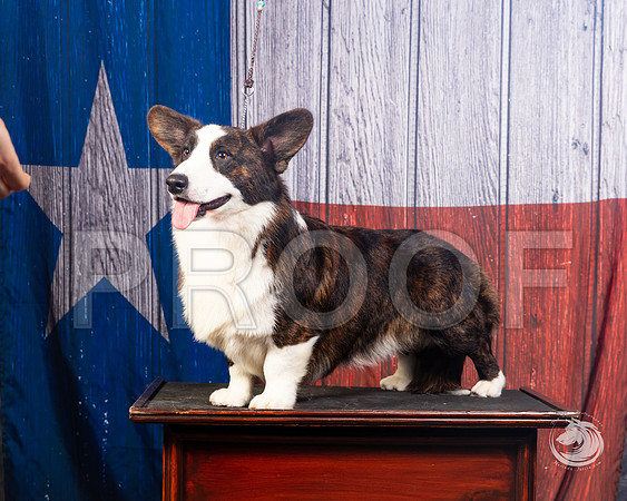Cardigan Welsh Corgi Ashley MillerSSR_4579-FWTX2019-HR3