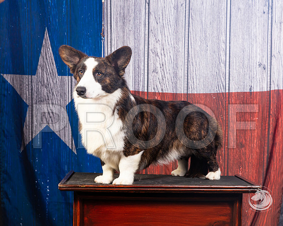 Cardigan Welsh Corgi Ashley MillerSSR_4582-FWTX2019-HR3