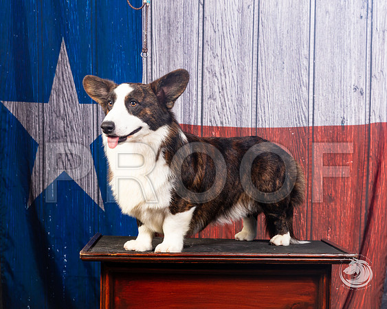 Cardigan Welsh Corgi Ashley MillerSSR_4584-FWTX2019-HR3