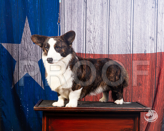Cardigan Welsh Corgi Ashley MillerSSR_4586-FWTX2019-HR3