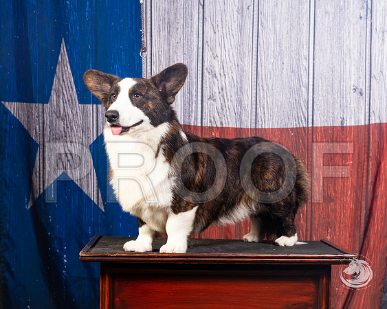 Cardigan Welsh Corgi Ashley MillerSSR_4587-FWTX2019-HR3